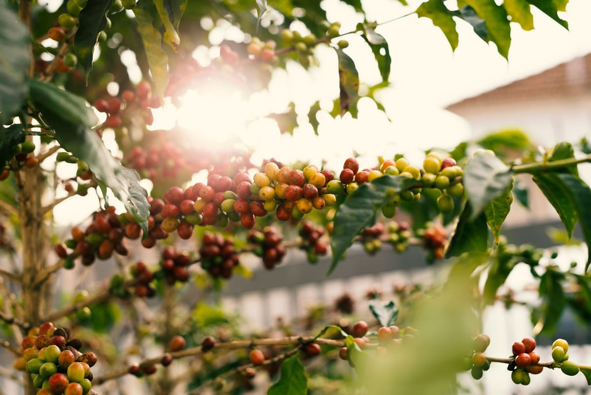 A 70-Year El Niño Is Forming, and Vietnam's Coffee Belt Holds the Key to Global Prices